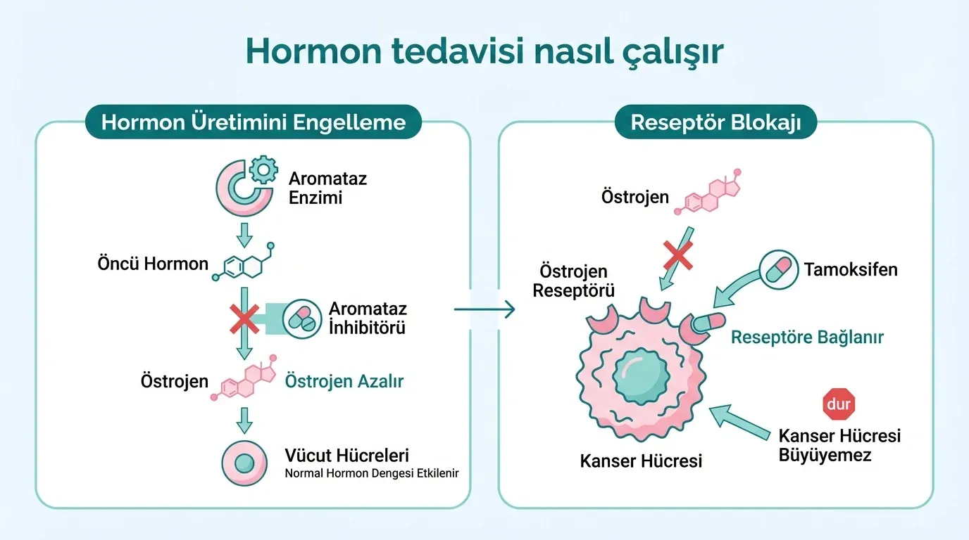 Hormon tedavisi mekanizması infografik