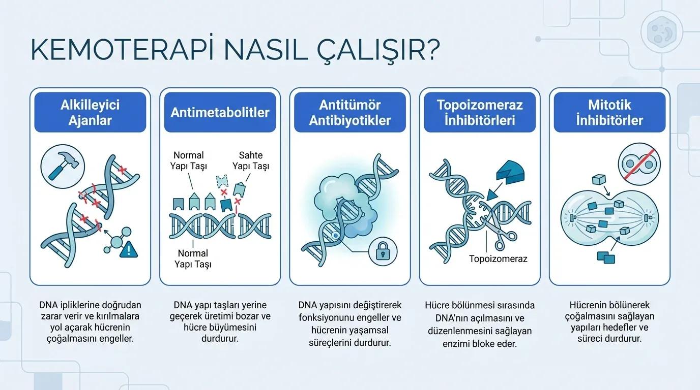 Kemoterapi etki mekanizması infografik
